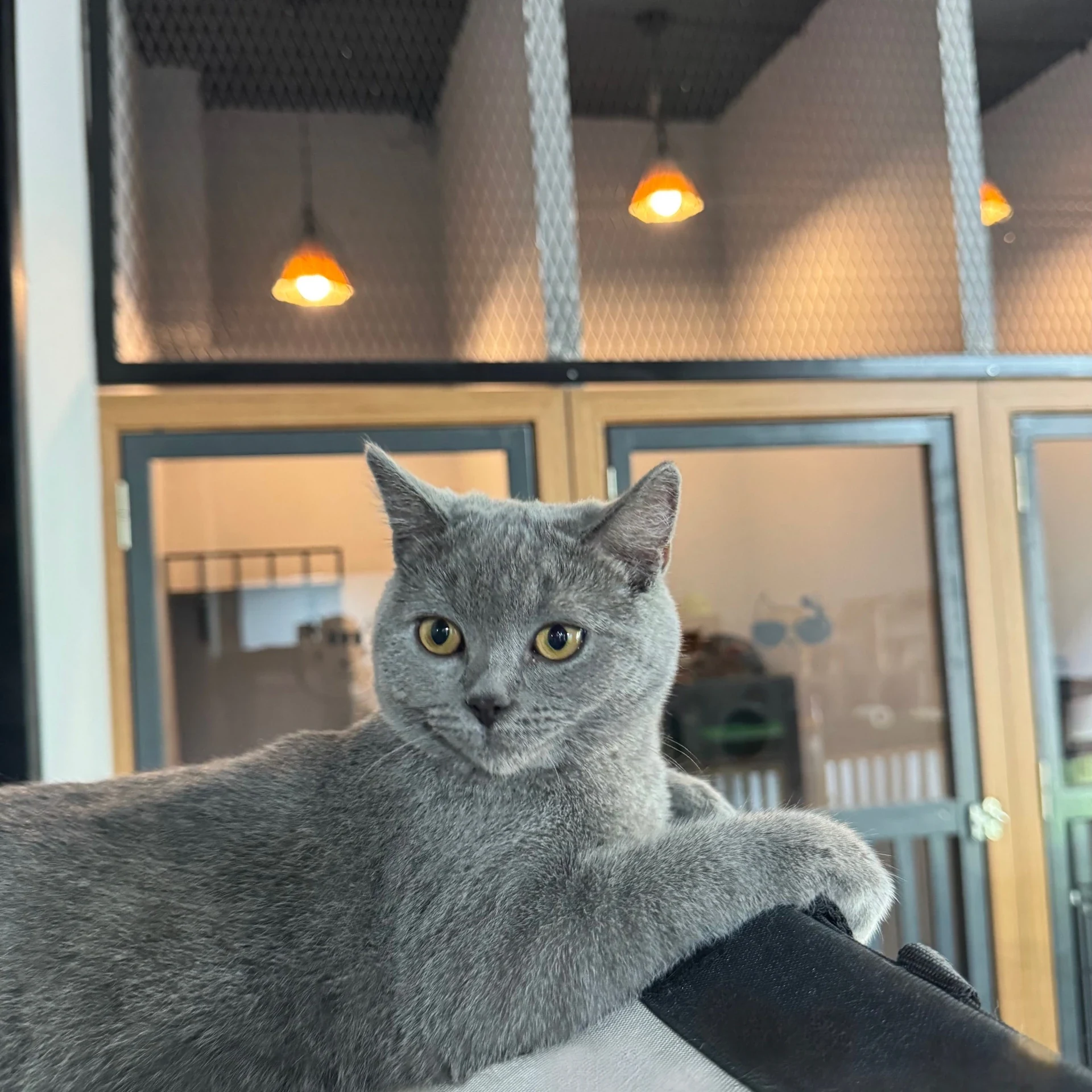 Macja gri e shtrirë përpara dhomave me korniza druri në MATZ Cat Hotel.